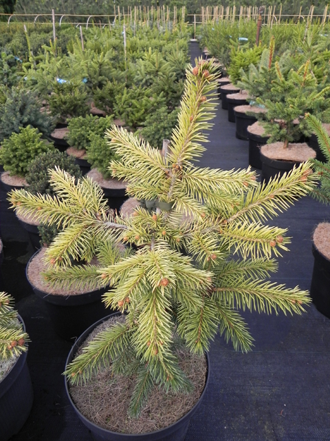 Picea pungens 'Stanleys Gold